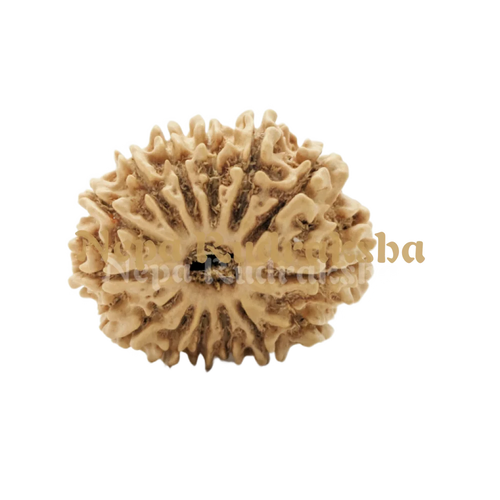 14 Mukhi Rudraksha Front View