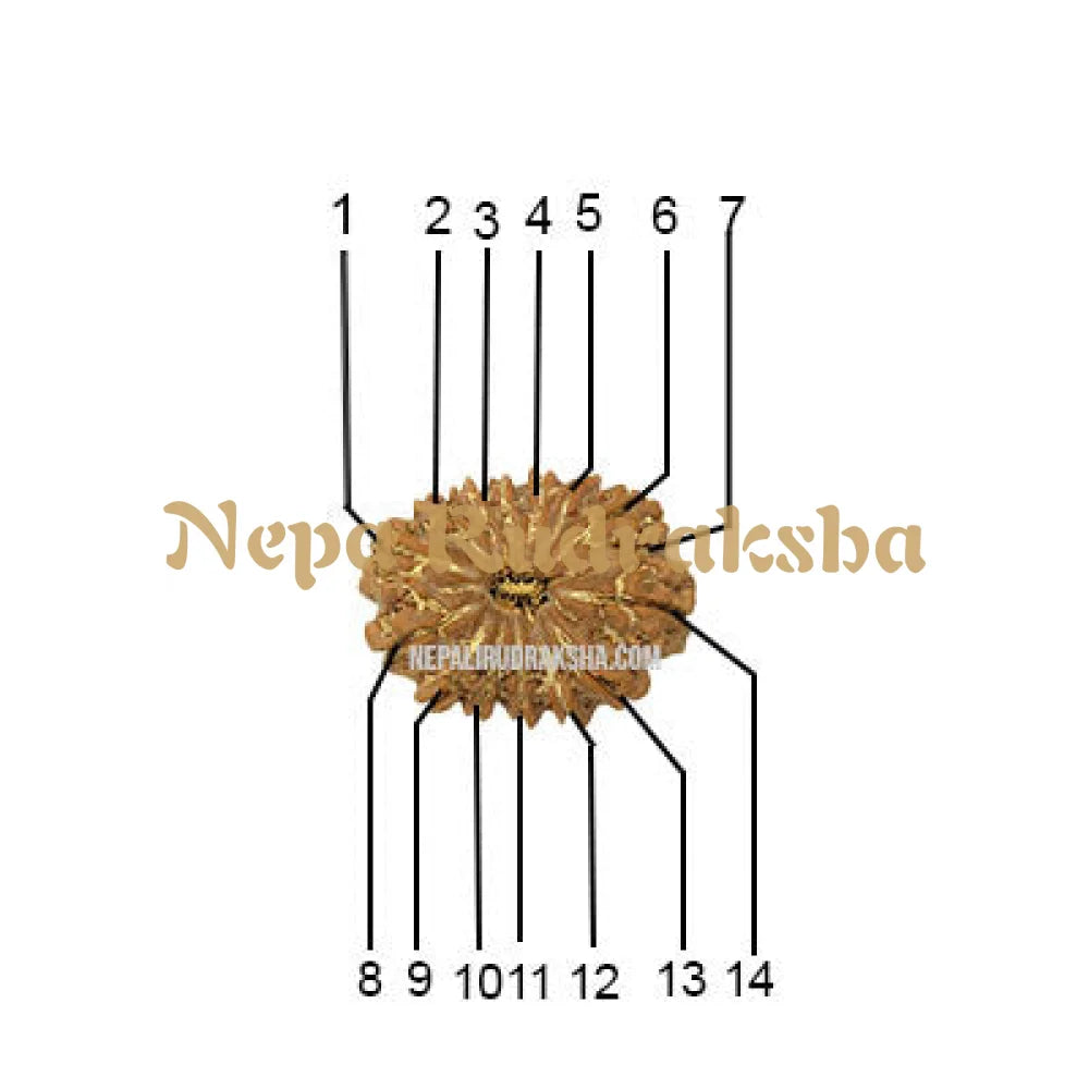 14 Mukhi Rudraksha Face Count