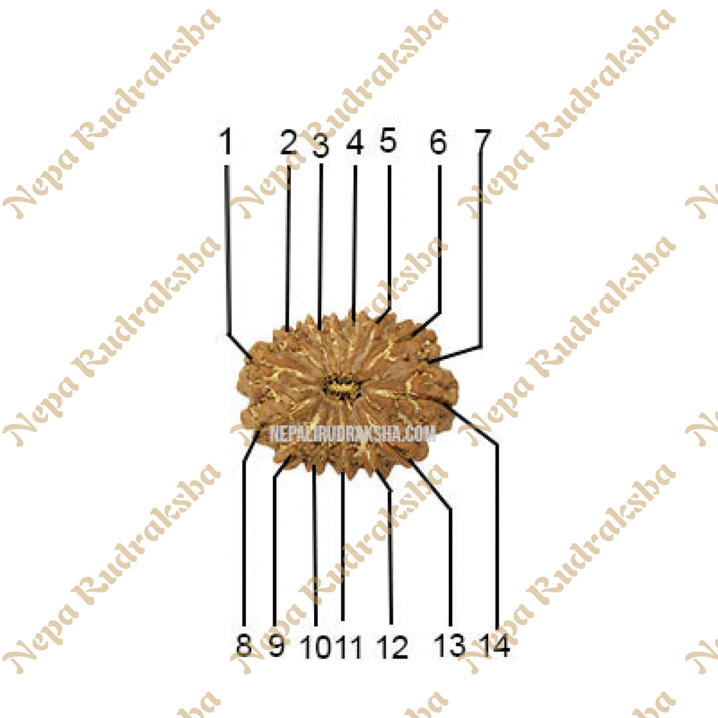 14 Mukhi Rudraksha Face Count