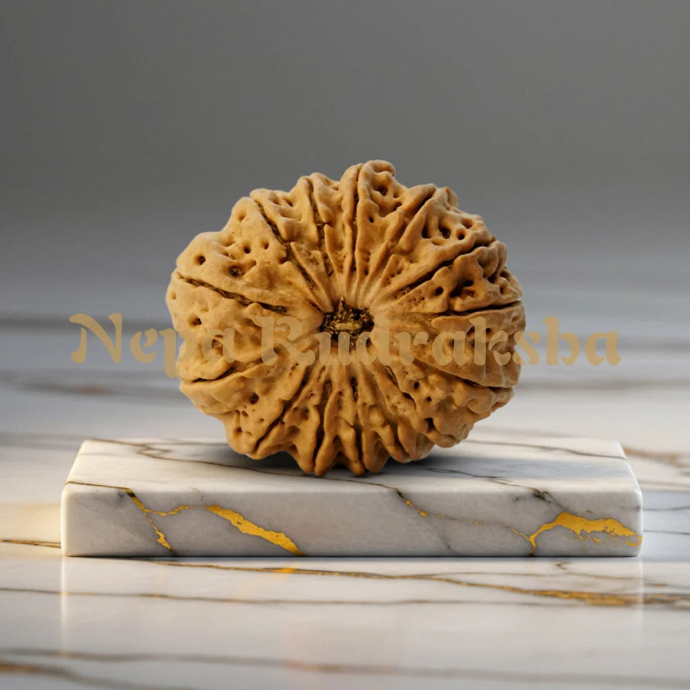 14 Mukhi Rudraksha 30 mm