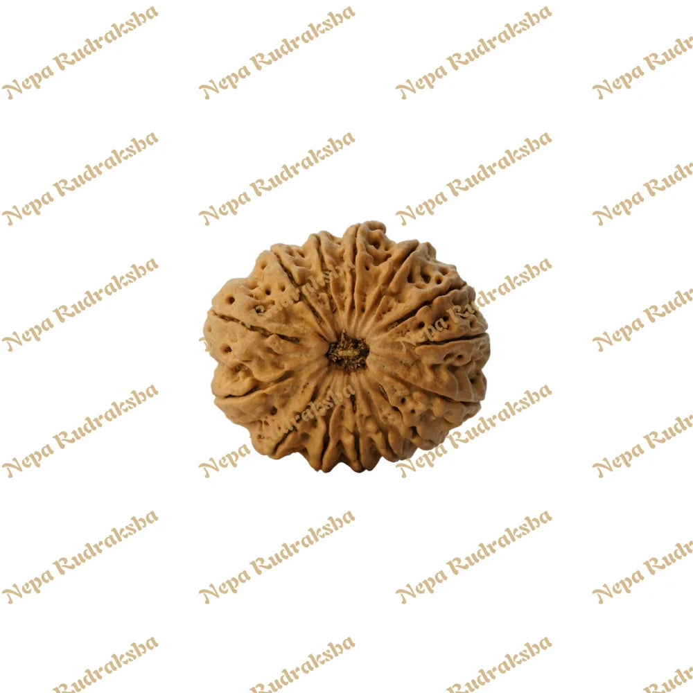 14 Mukhi 30 Mm 7028