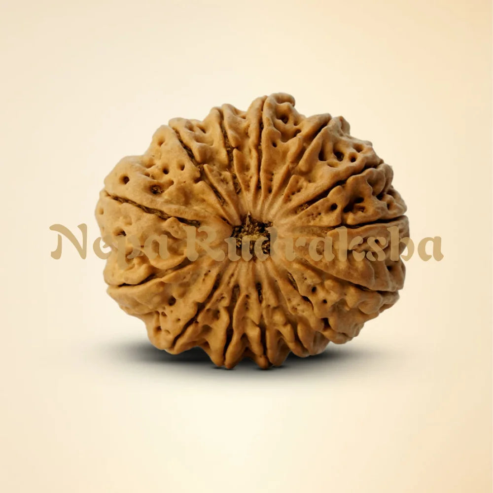 14 Mukhi Rudraksha 30 mm