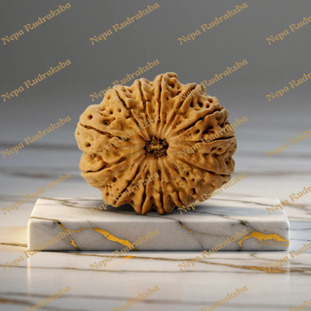 14 Mukhi Rudraksha 30 mm 7028