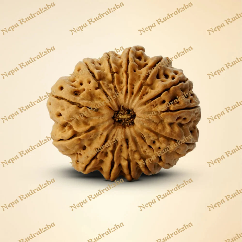14 Mukhi Rudraksha 30 mm