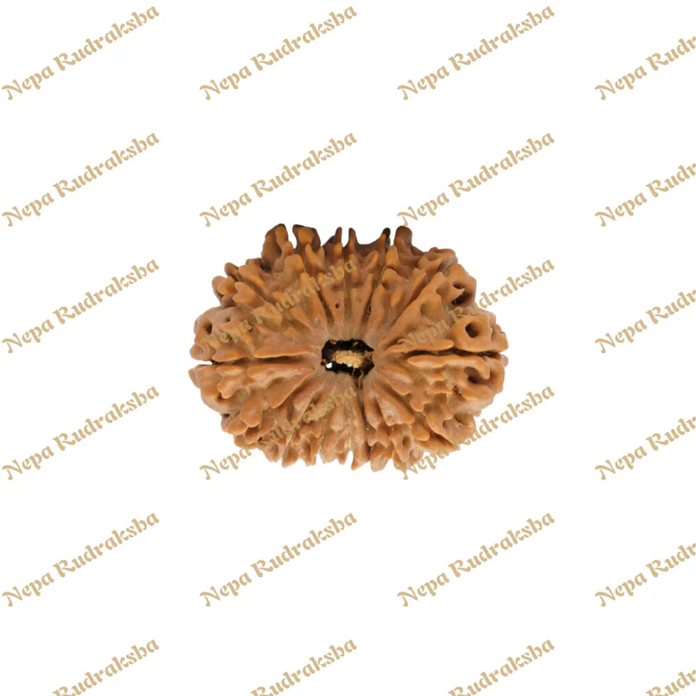 14 Mukhi Rudraksha 34Mm 379