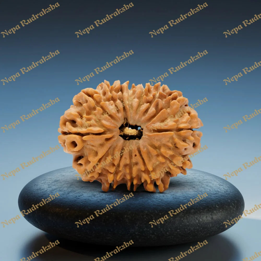 14 Mukhi Rudraksha 34mm 379