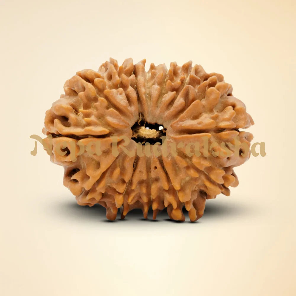 14 Mukhi Rudraksha 34mm