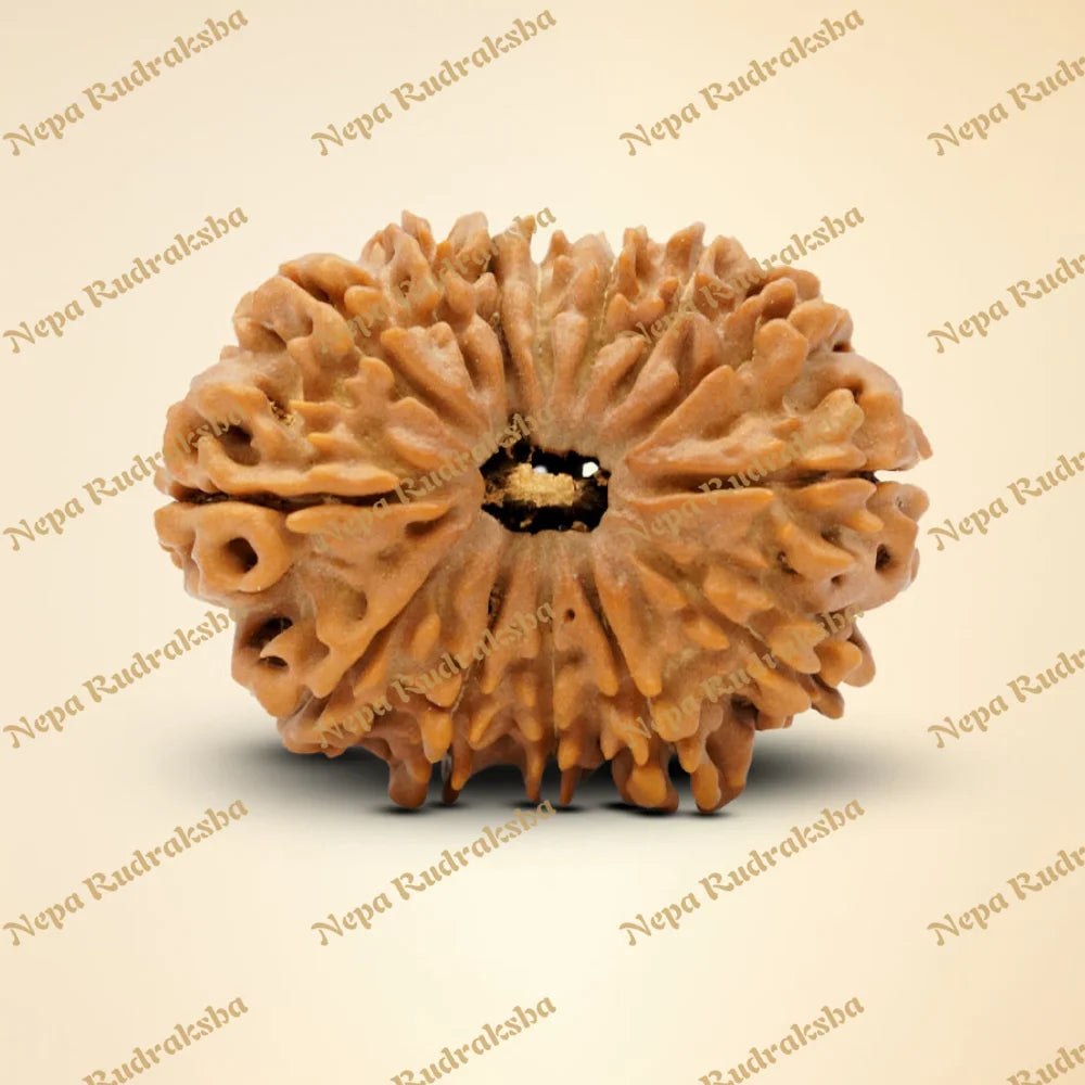 14 Mukhi Rudraksha 34mm