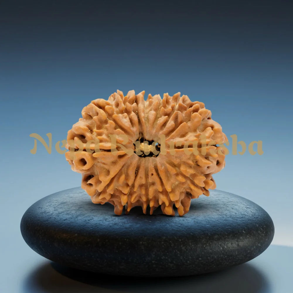 14 Mukhi Rudraksha 34mm