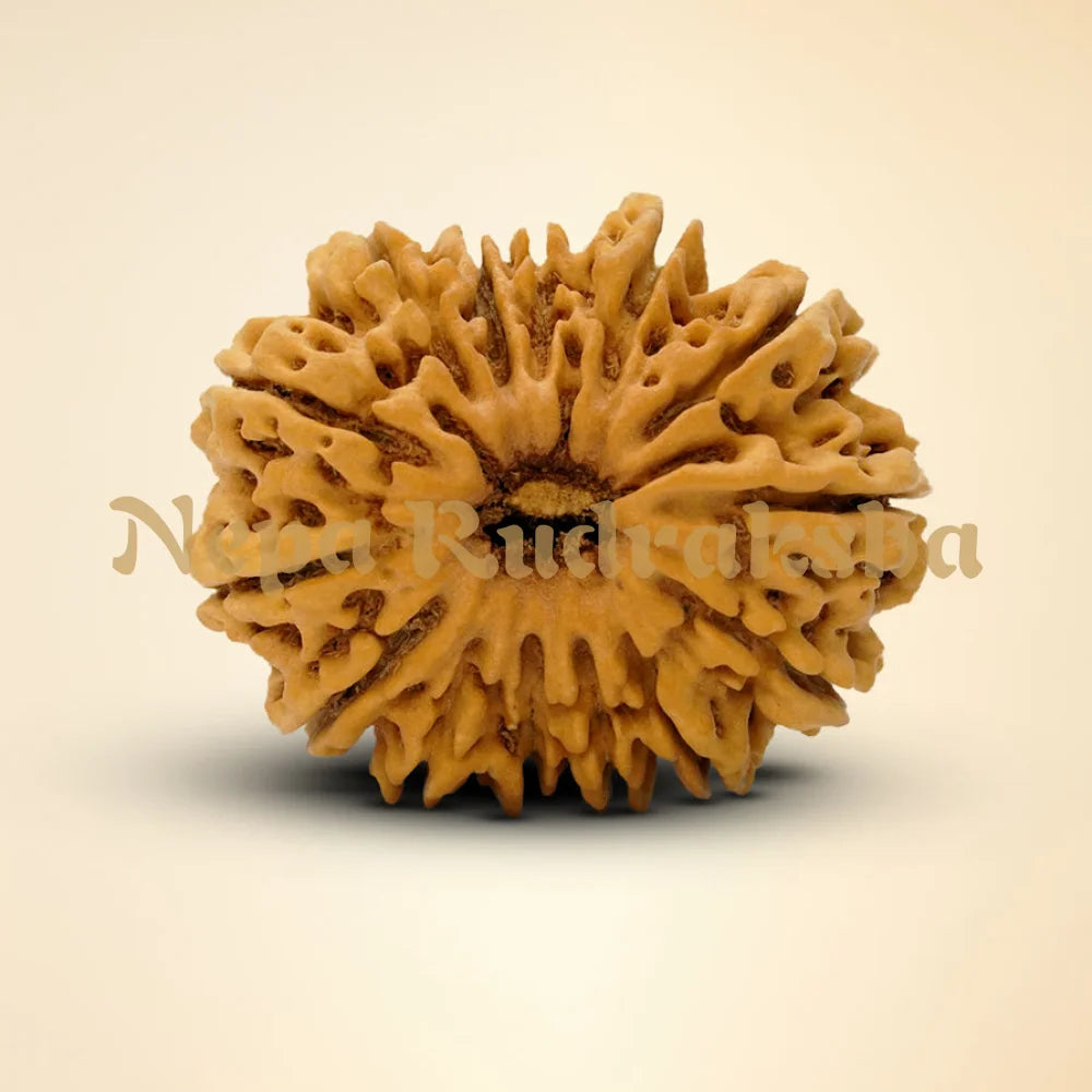 14 Mukhi Rudraksha 35mm