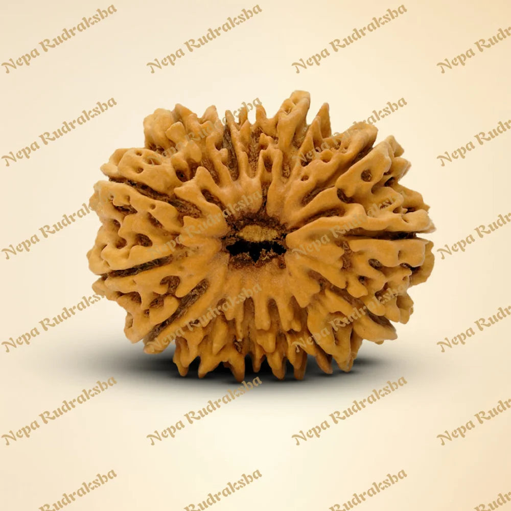 14 Mukhi Rudraksha 35mm