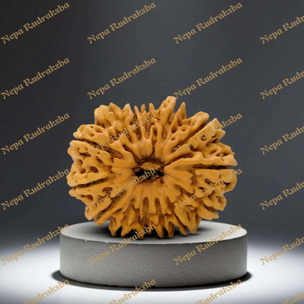 14 Mukhi Rudraksha 35mm 5890