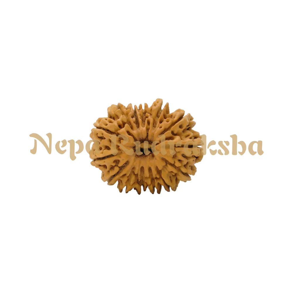 14 Mukhi Rudraksha 35Mm 5890