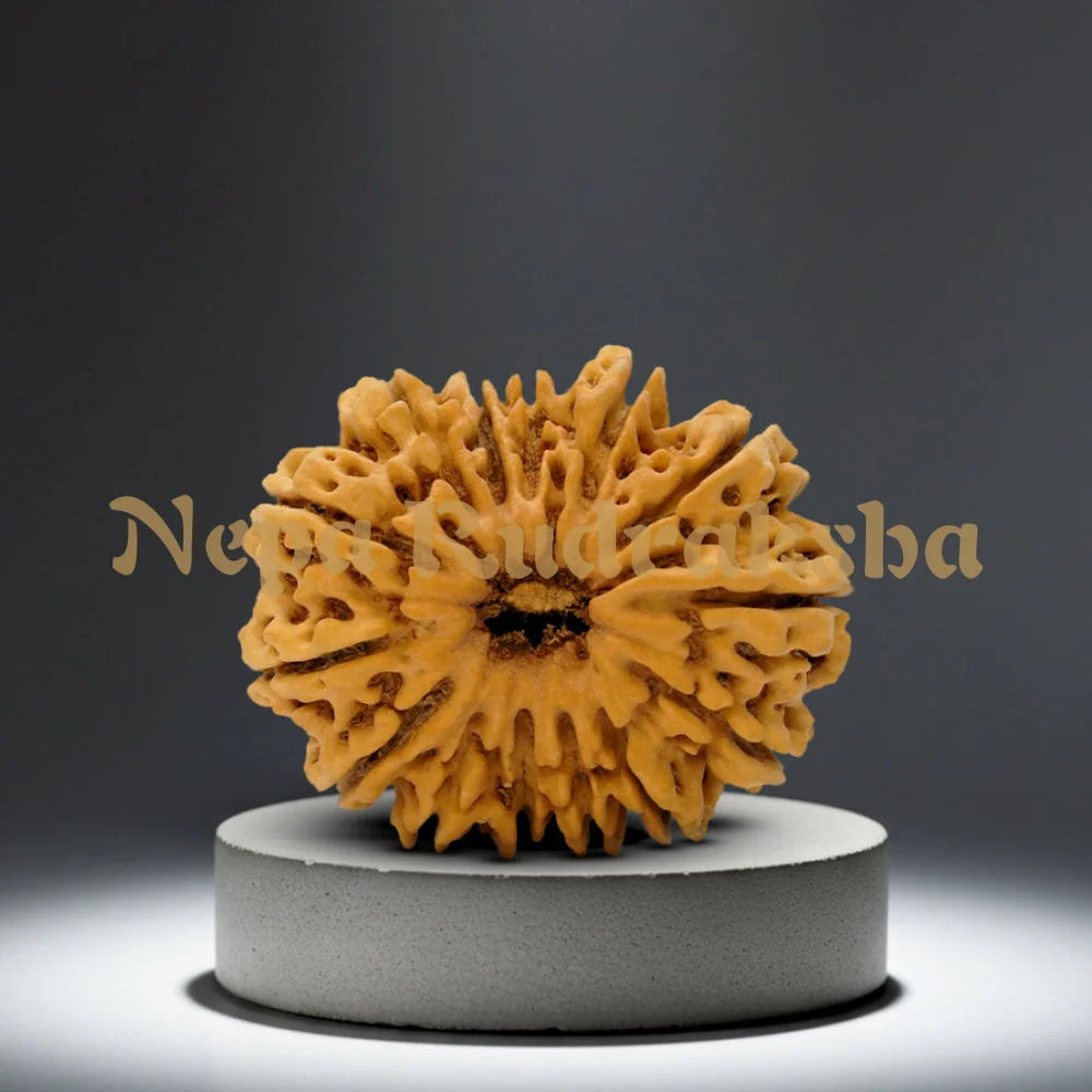 14 Mukhi Rudraksha 35mm