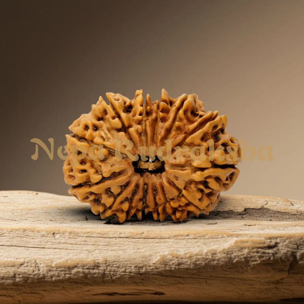 14 Mukhi Rudraksha 36mm