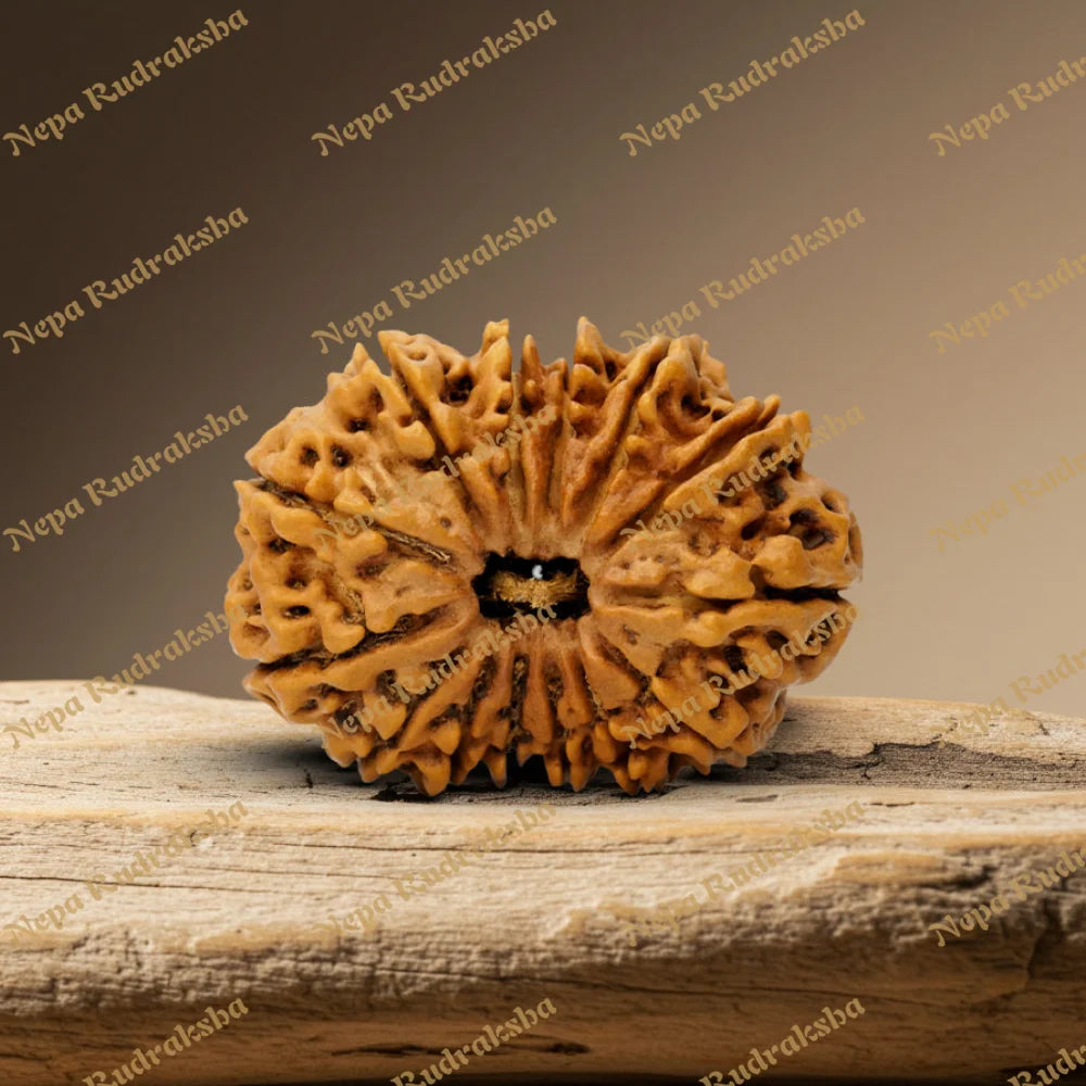 14 Mukhi Rudraksha 36mm 6285