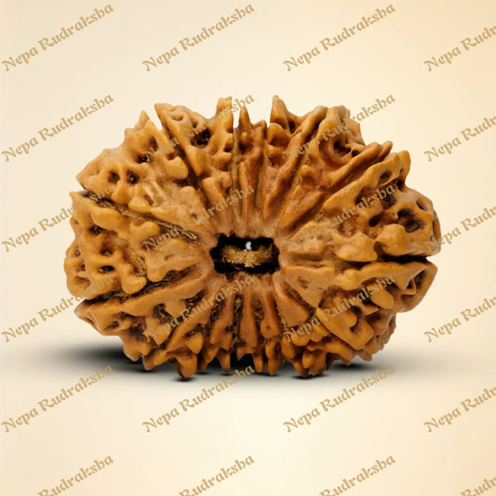 14 Mukhi Rudraksha 36mm