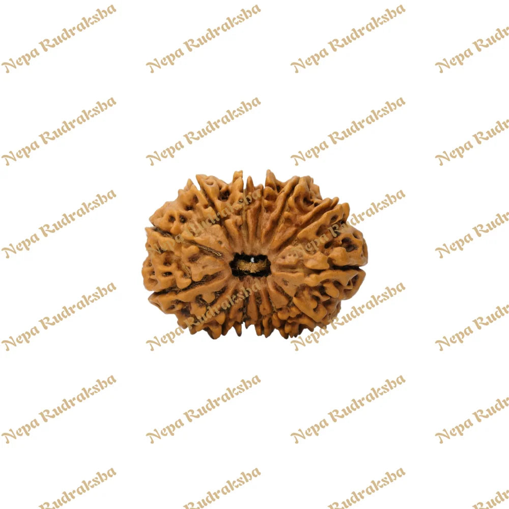 14 Mukhi Rudraksha 36Mm 6285