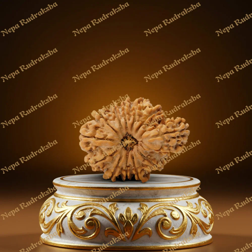 14 Mukhi Savar 30mm 1789