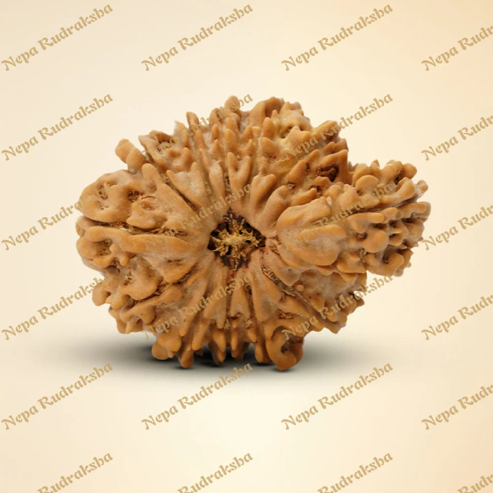 14 Mukhi Savar 30mm