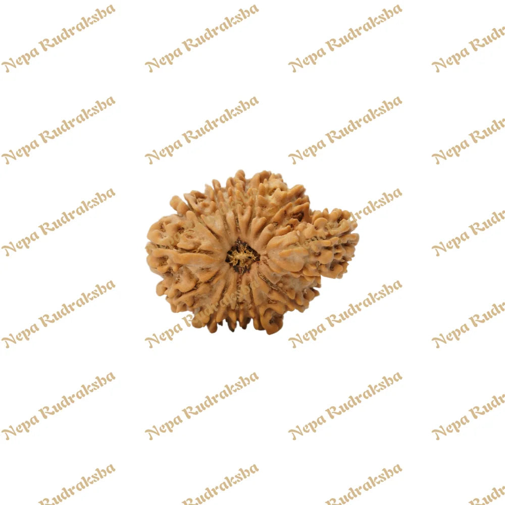 14 Mukhi Savar 30Mm 1789