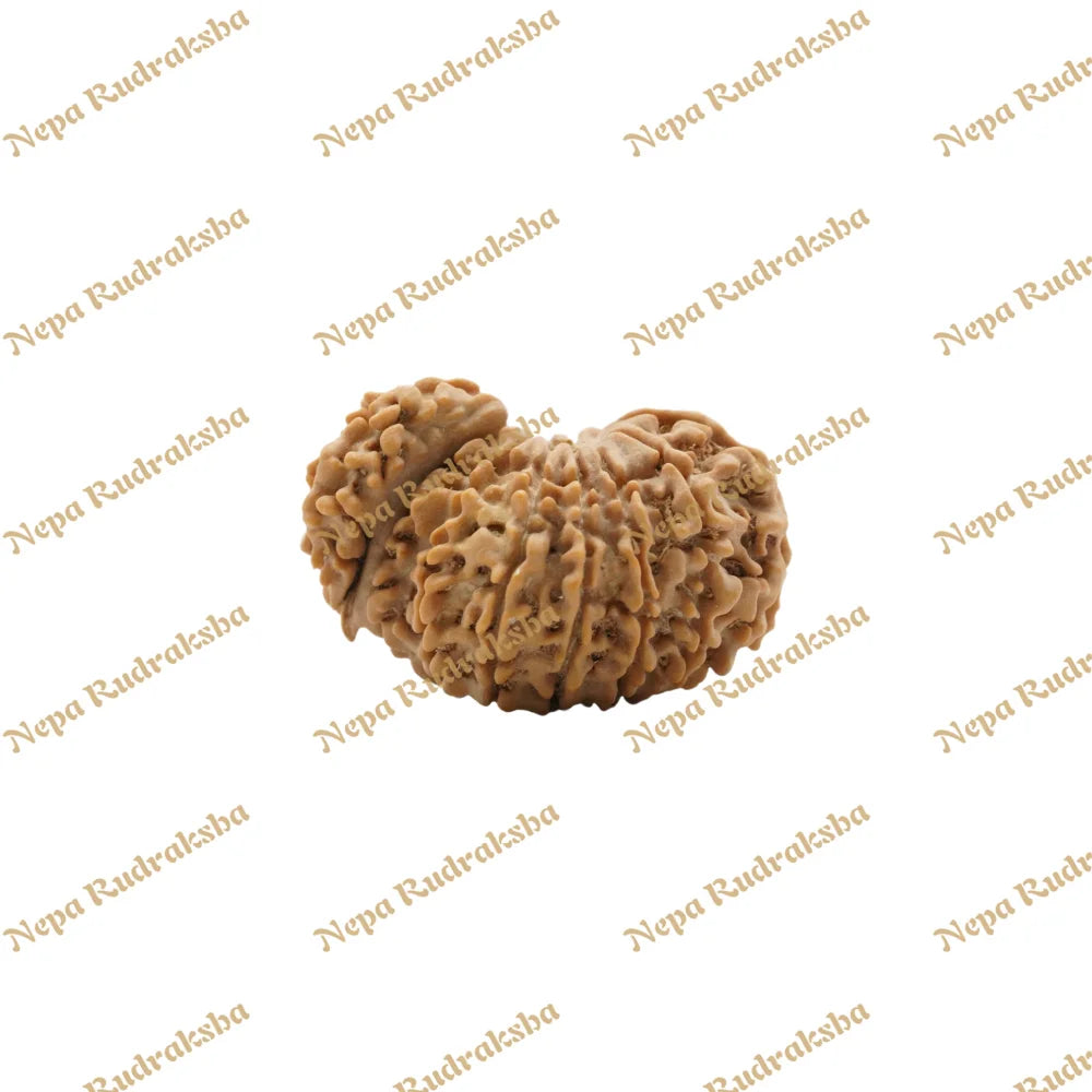 14 Mukhi Savar 31.34Mm 1792