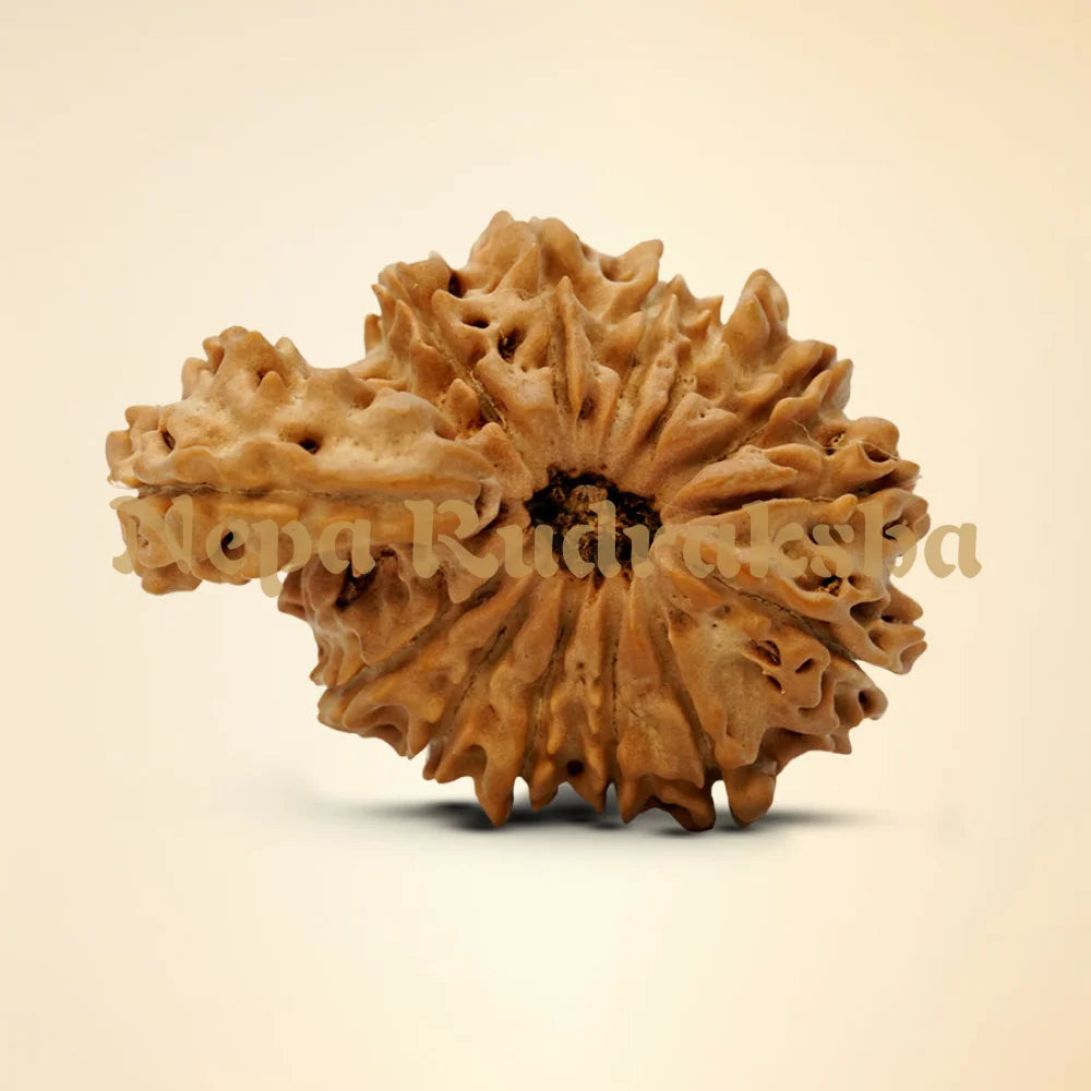 14 Mukhi Savar 31.34mm