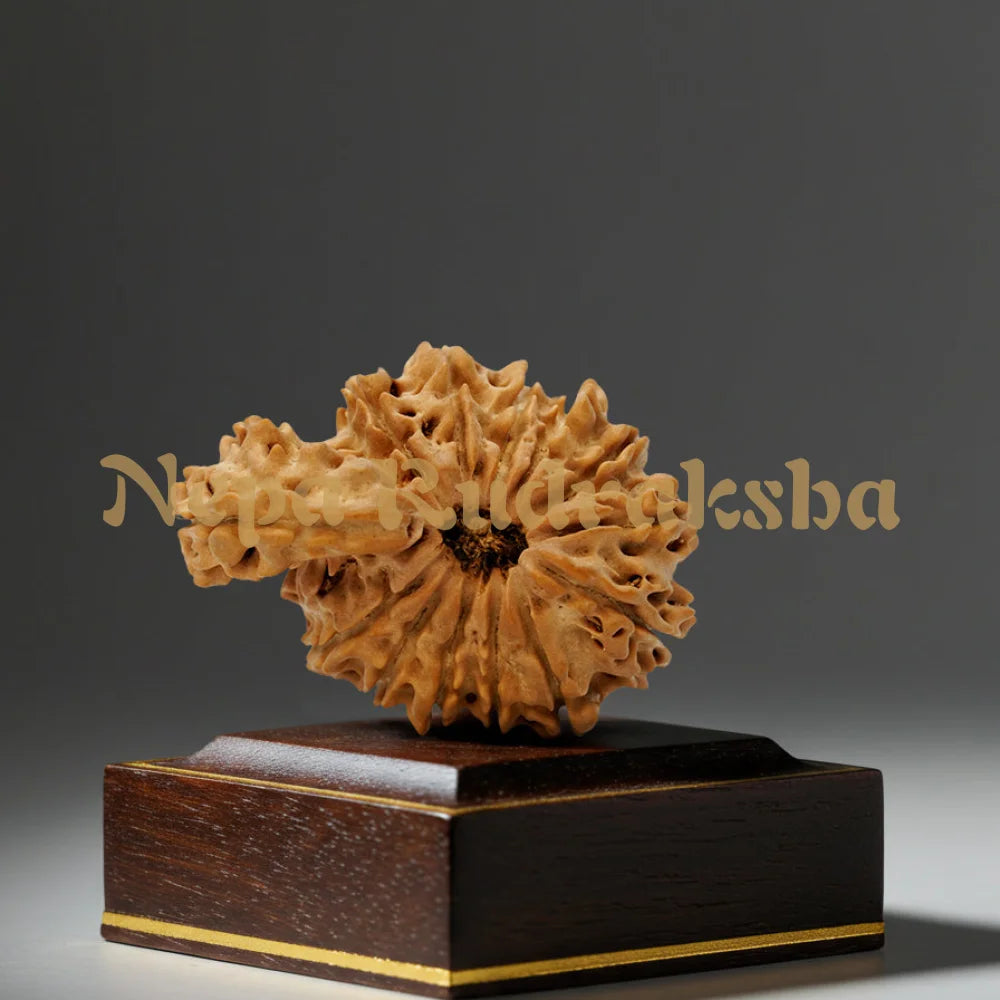 14 Mukhi Savar 31.34mm