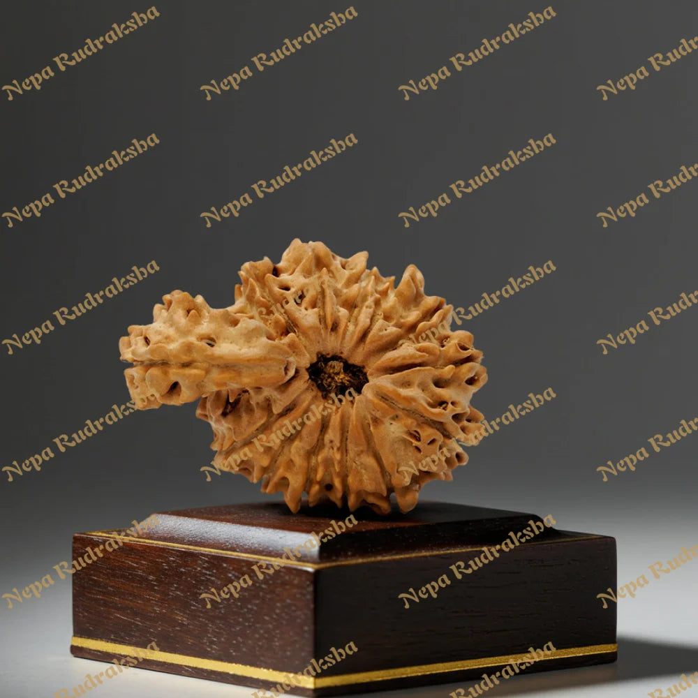 14 Mukhi Savar 31.34mm 1792