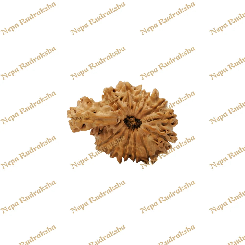 14 Mukhi Savar 31.34Mm 1792