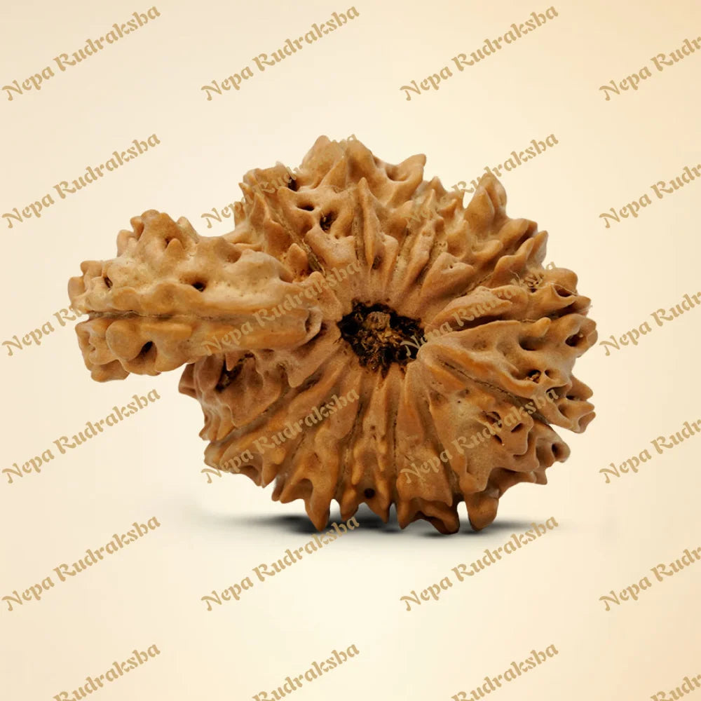 14 Mukhi Savar 31.34mm