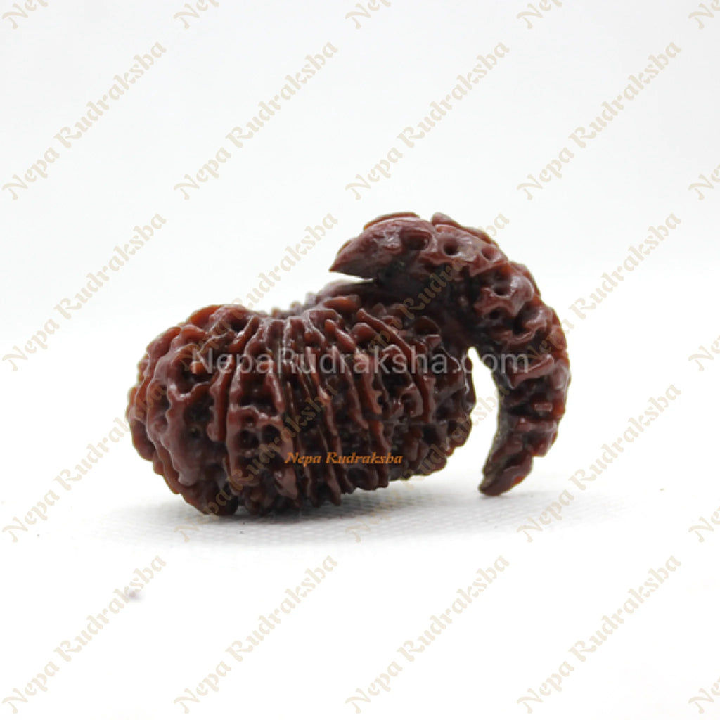 Fourteen Mukhi Savar