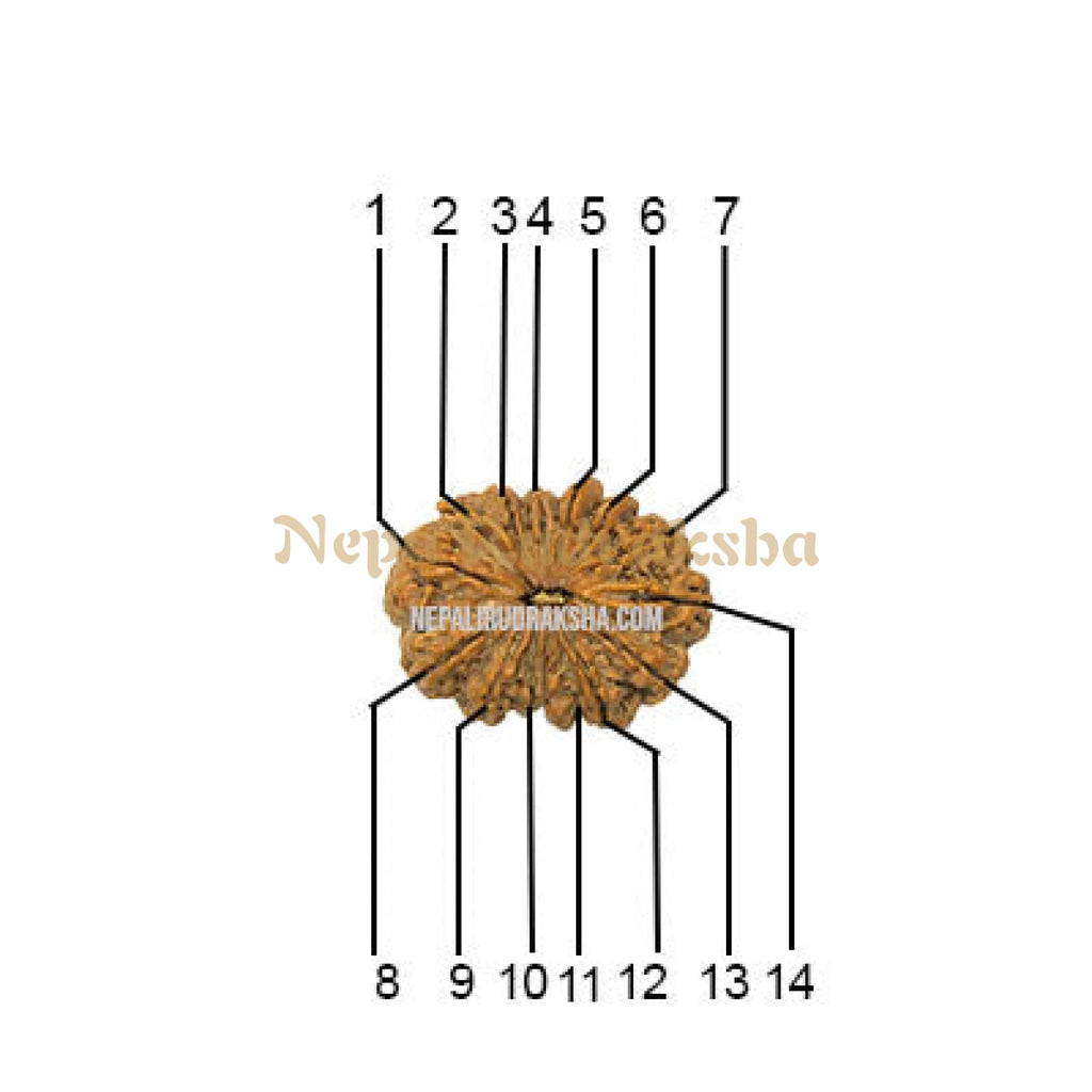 14 Mukhi Collector Rudraksha Face Count