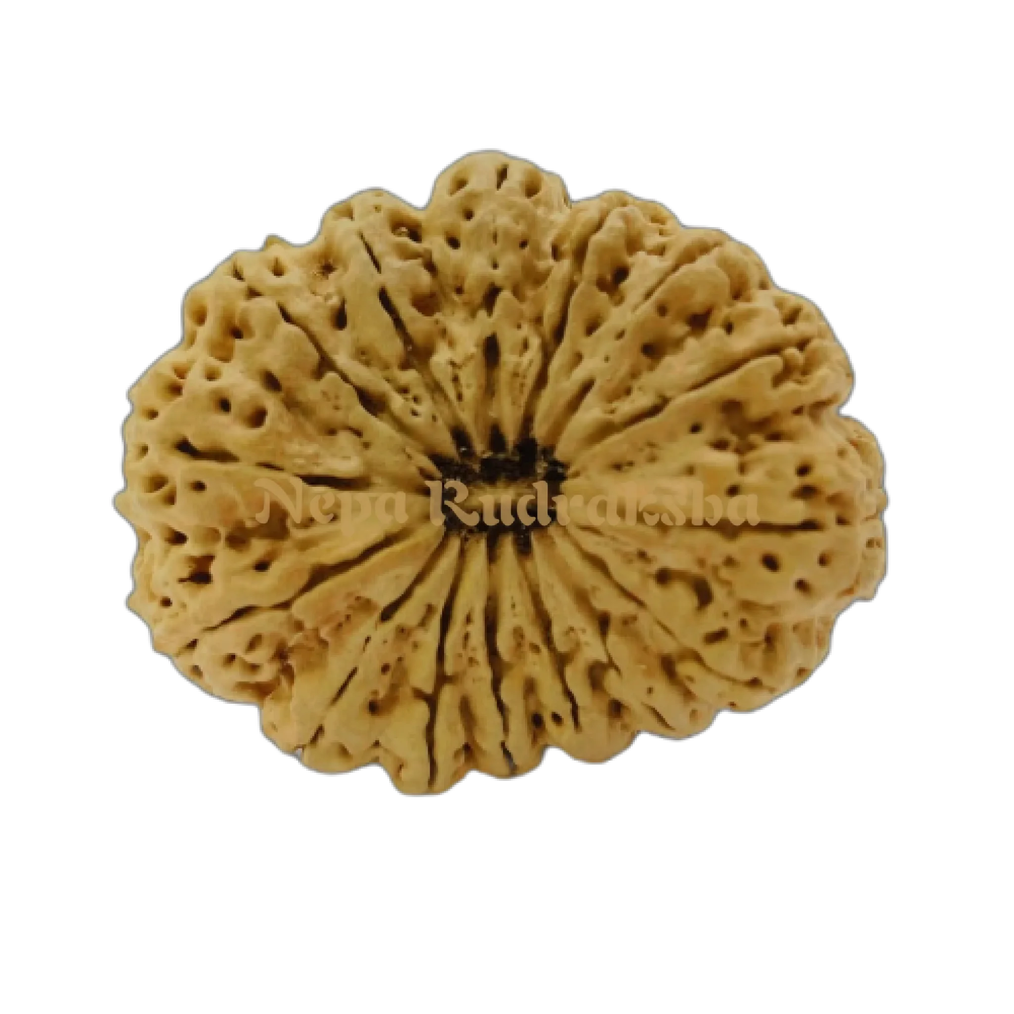 14 Mukhi (Super Collector) Rudraksha