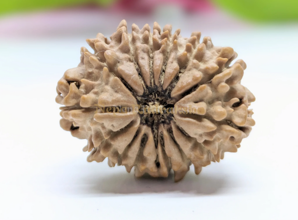 14 Mukhi Collector Rudraksha