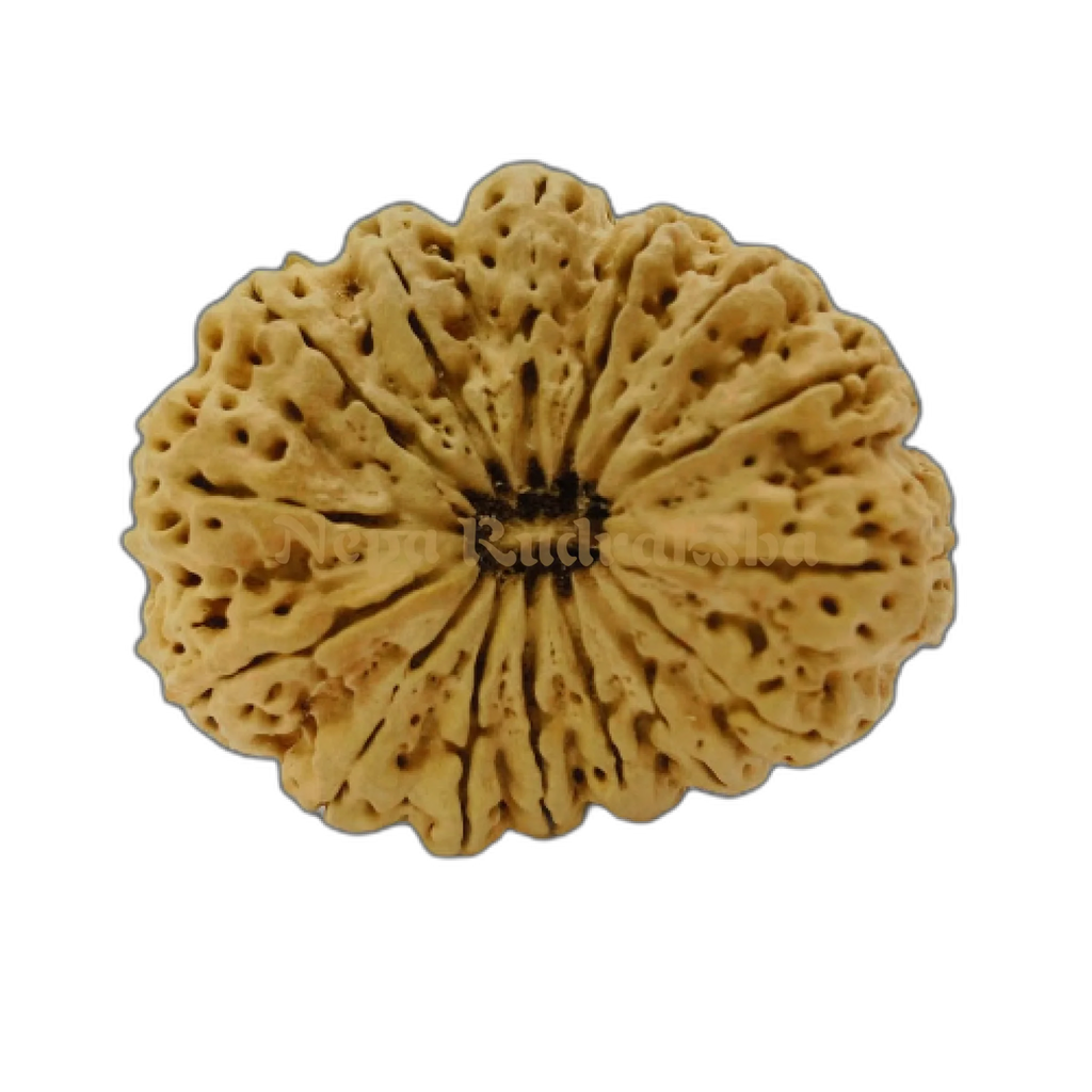 14 Mukhi (Super Collector) Rudraksha