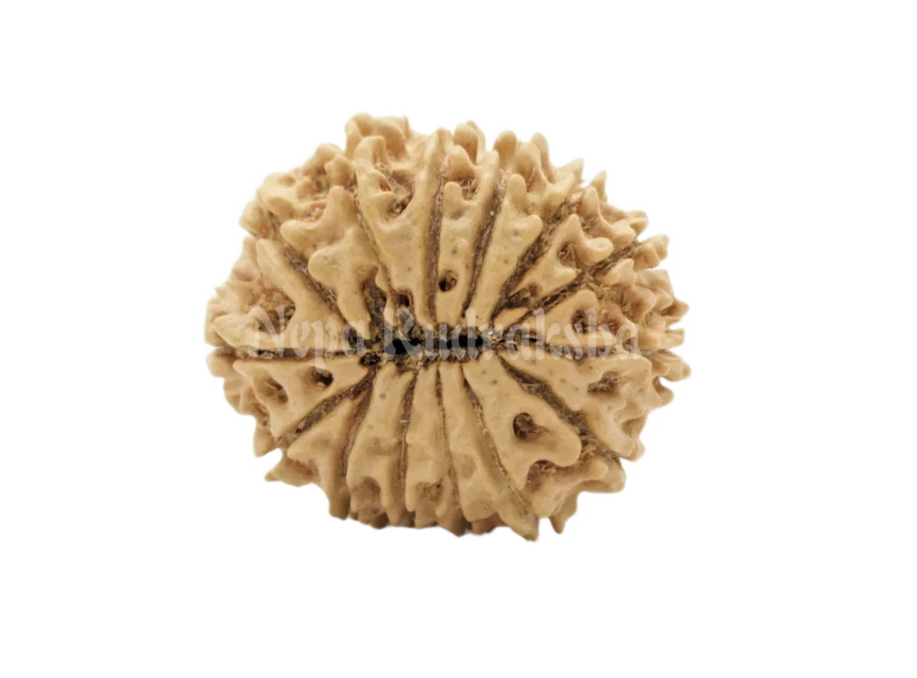 14 Mukhi Collector Rudraksha Back View