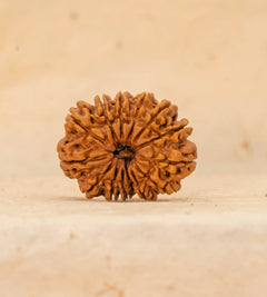 14 Mukhi