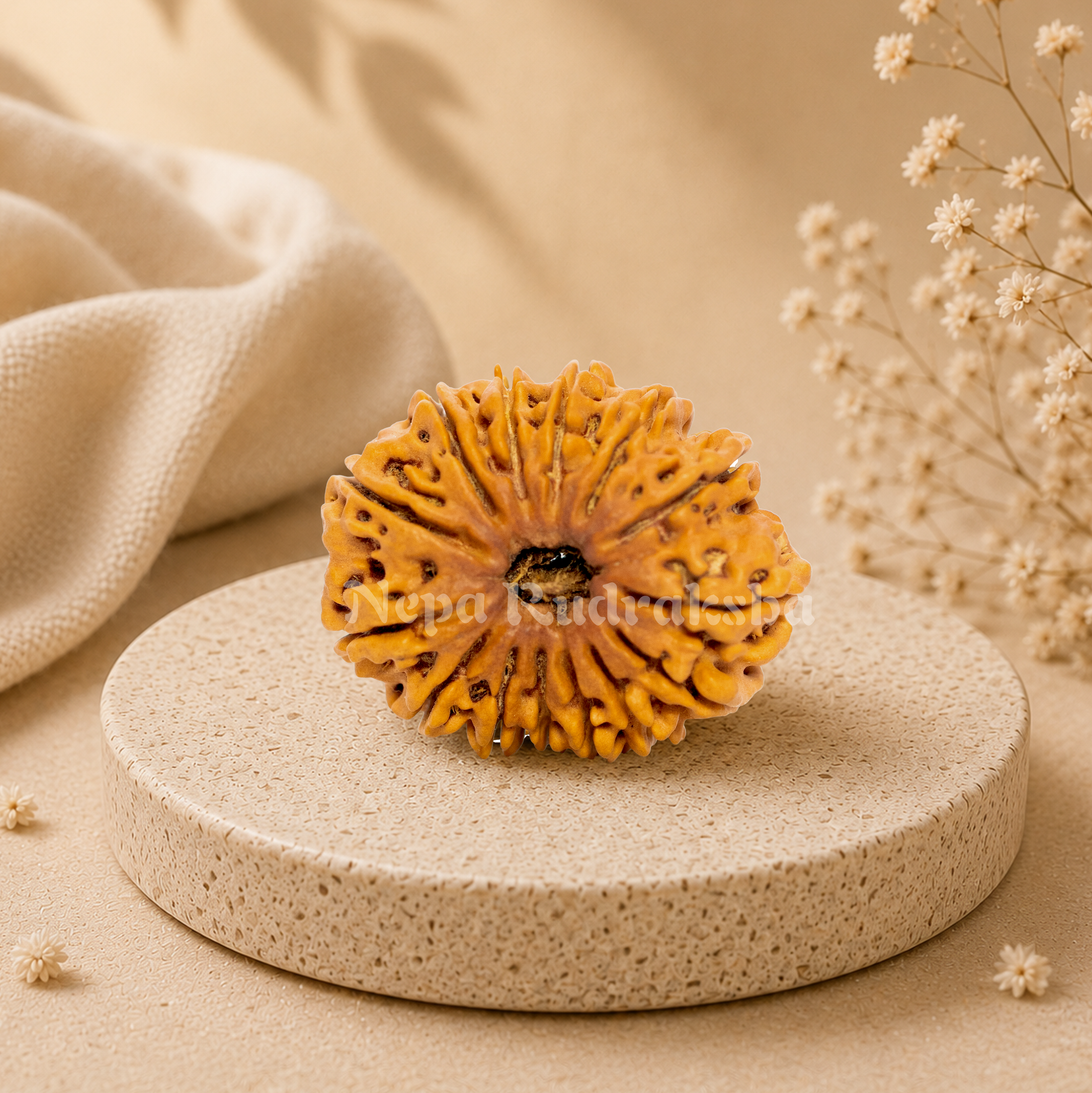 14 Mukhi (Collector) Rudraksha