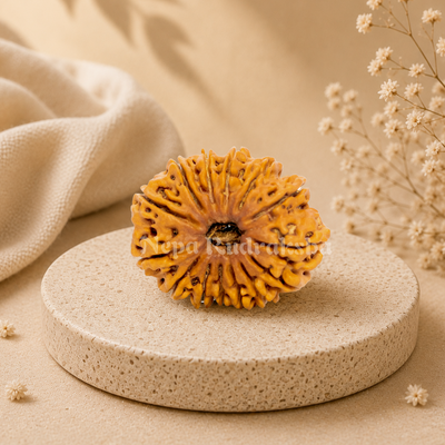 14 Mukhi (Collector) Rudraksha