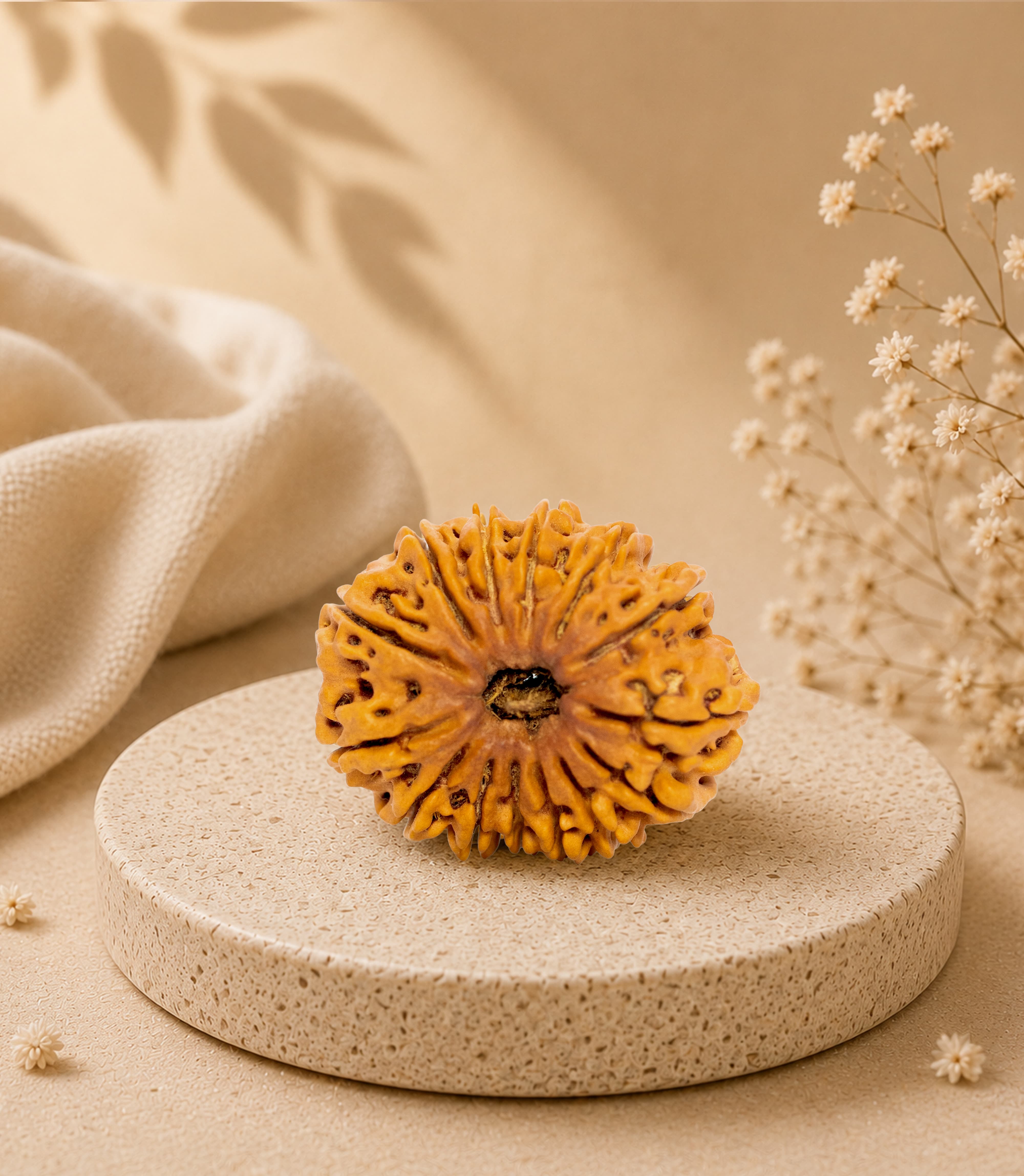 14 Mukhi (Collector) Rudraksha