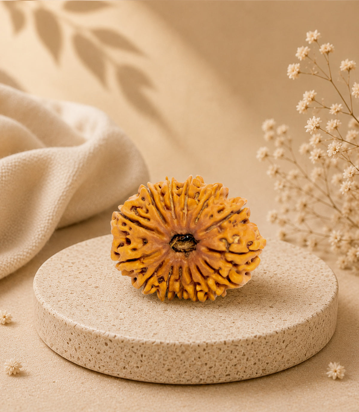 14 Mukhi (Collector) Rudraksha