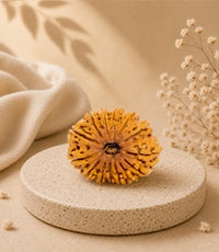 14 Mukhi (Collector) Rudraksha