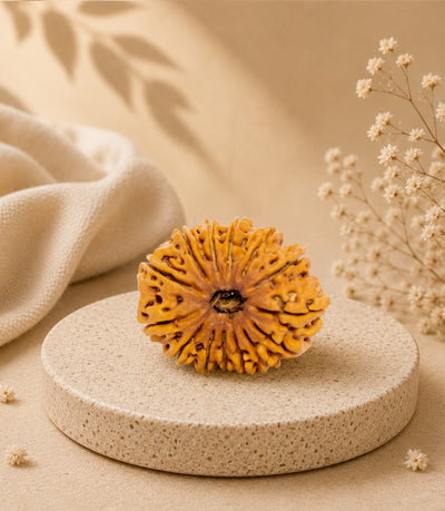 14 Mukhi (Collector) Rudraksha