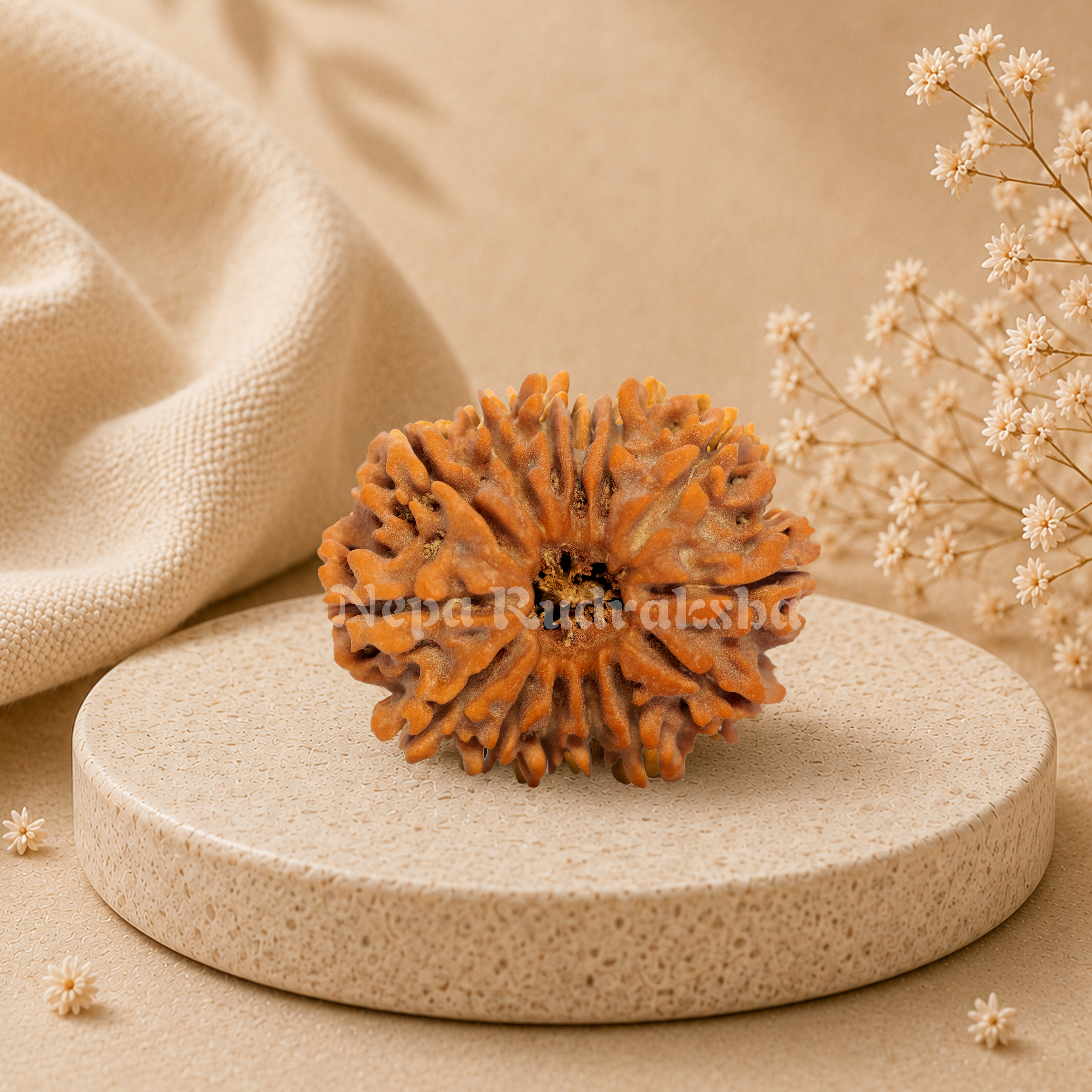 14 Mukhi Rudraksha
