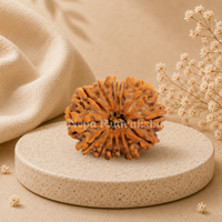 14 Mukhi Rudraksha