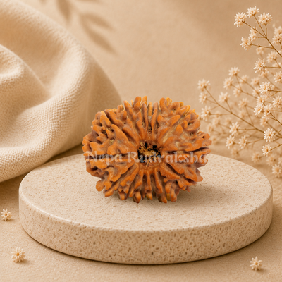 14 Mukhi Rudraksha