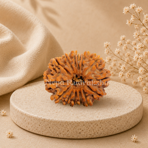 14 Mukhi Rudraksha
