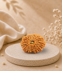 14 Mukhi Rudraksha