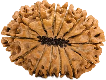 14 Mukhi